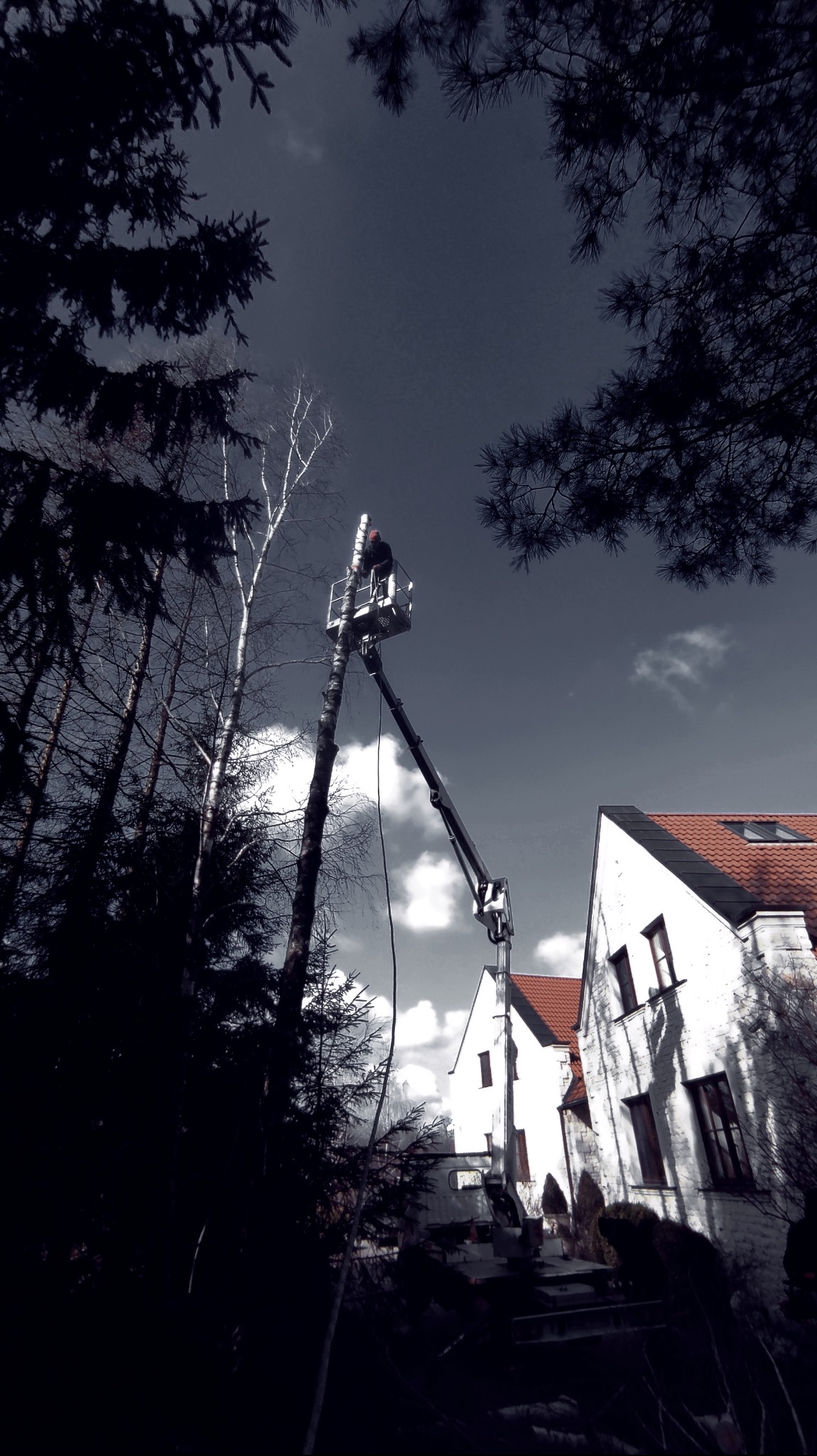 Pracownik w podnośniku koszowym przycina wysokie drzewo liściaste obok białego budynku z czerwoną dachówką, widok z dołu, ciemne gałęzie drzew iglastych w kadrze.