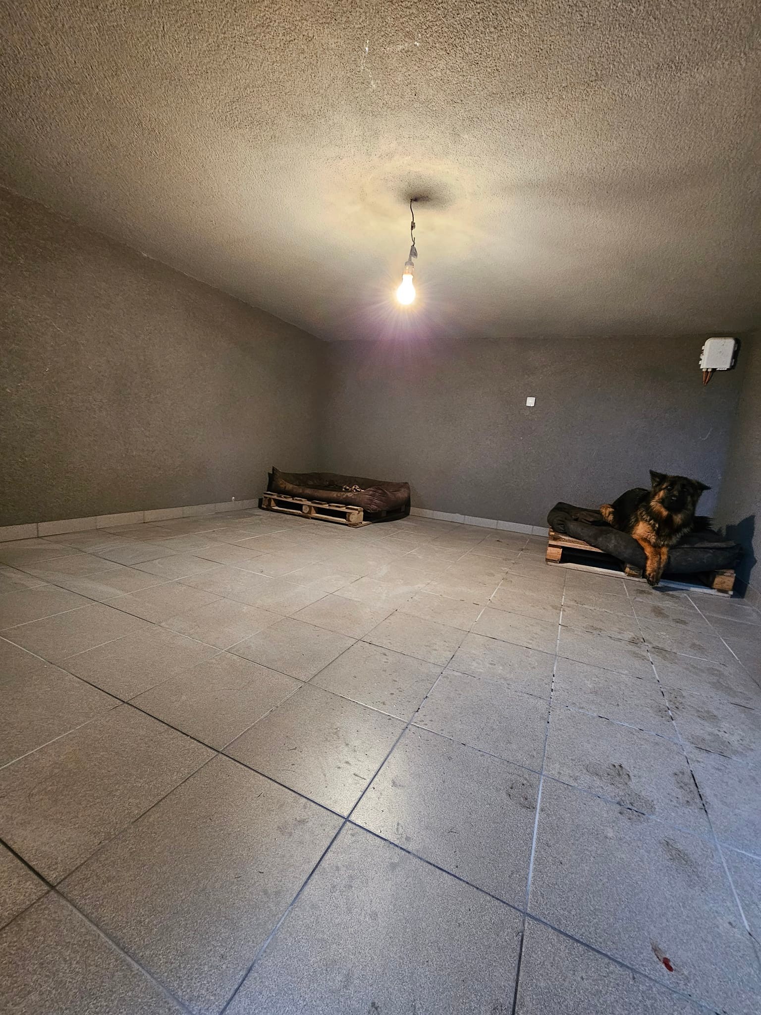 Surowe wnętrze w Skrzyszowie z szarymi ścianami i podłogą z płytek, oświetlone pojedynczą żarówką. Na podłodze widoczne legowiska dla psów wykonane z palet, a na jednym z nich leży owczarek niemiecki.