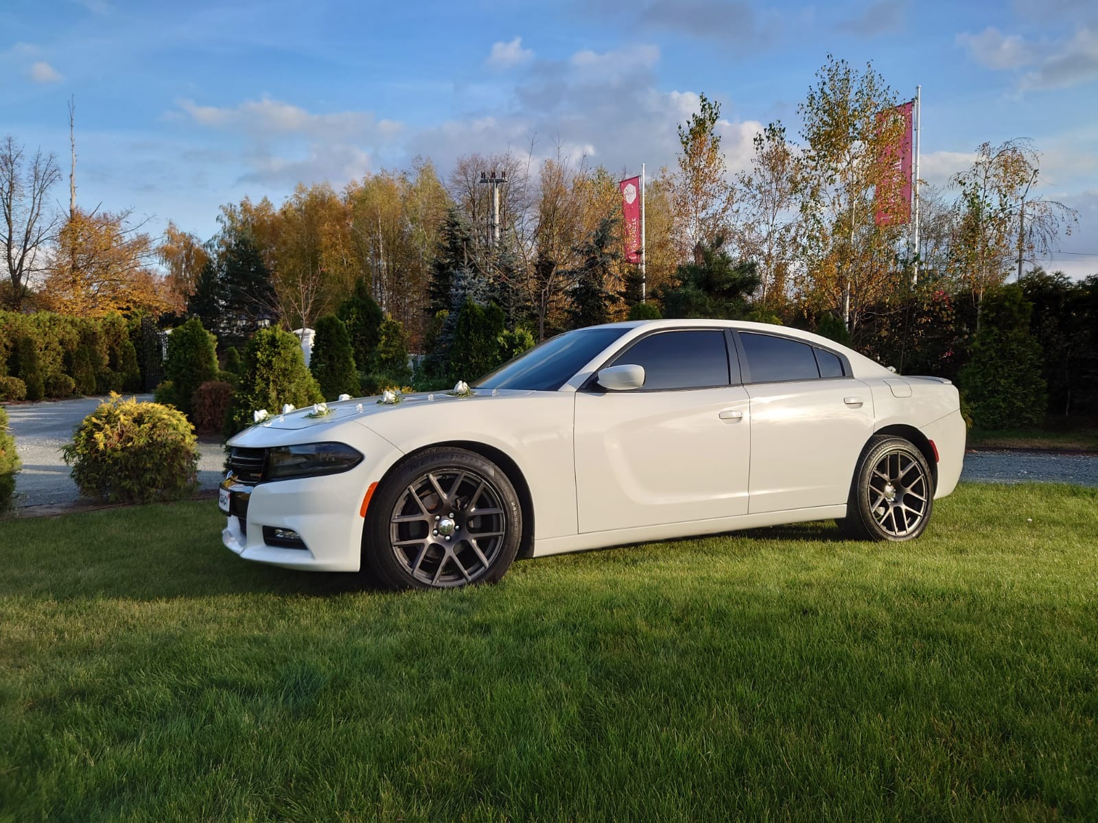 Biały samochód osobowy udekorowany białymi różami na masce, zaparkowany na trawniku przed budynkiem z flagami w tle.