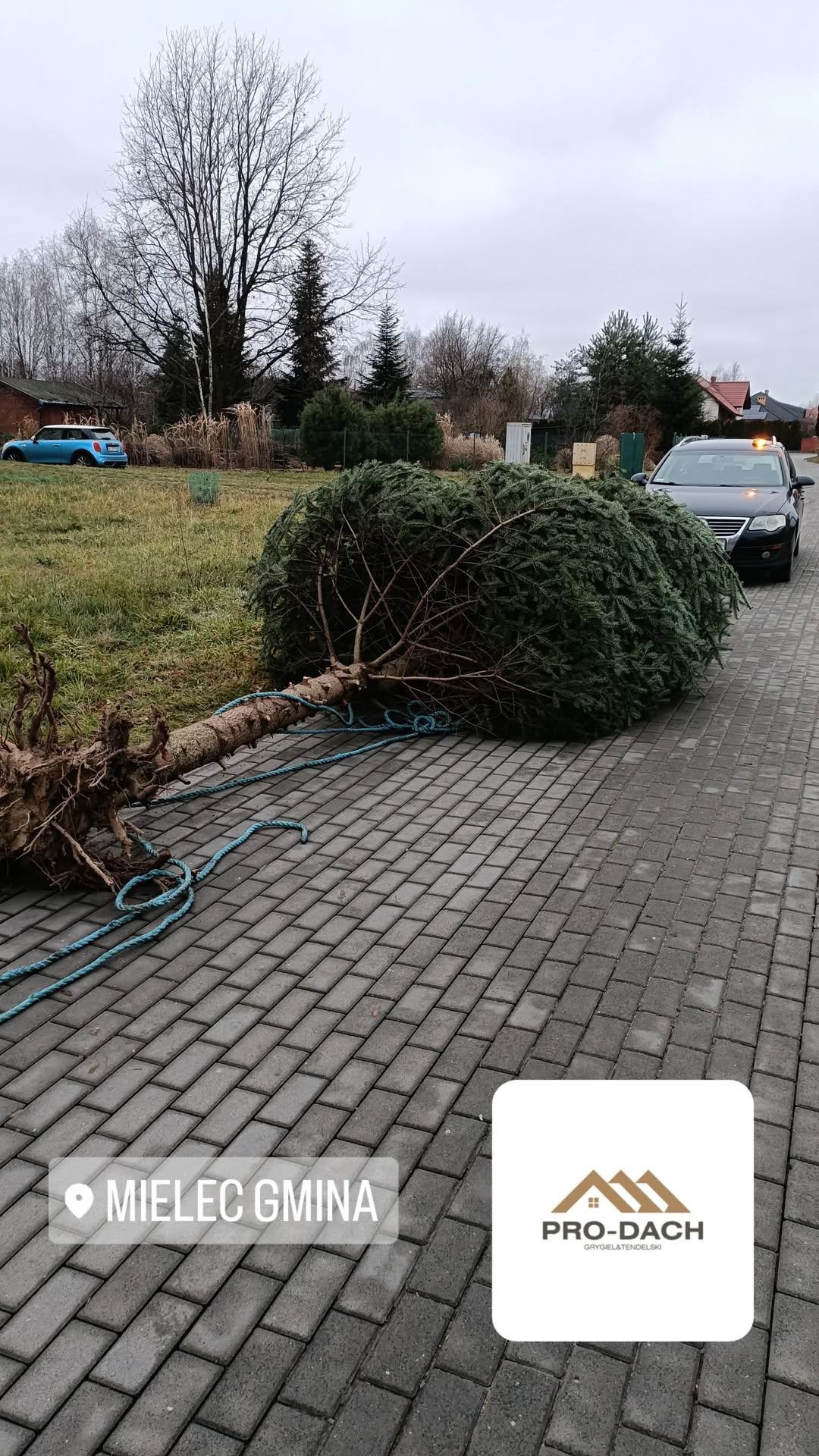 Duża choinka po wycince, z widocznymi korzeniami, leży na brukowanej nawierzchni, zabezpieczona niebieskimi linami, obok zaparkowany czarny samochód osobowy z włączonymi światłami awaryjnymi, w tle...