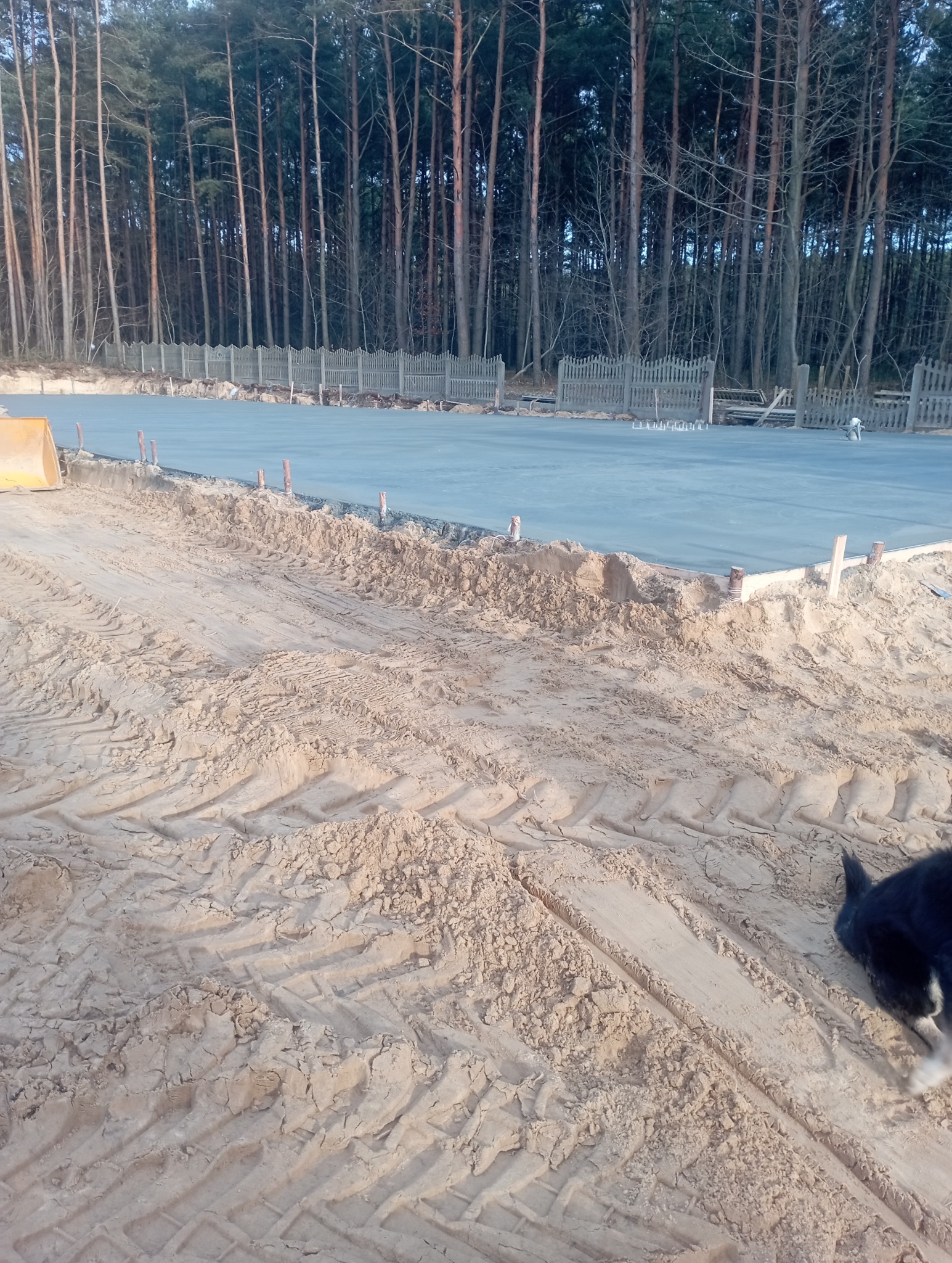 Świeżo wylany beton na przygotowanym terenie, widoczne ślady opon i fragment psa w prawym dolnym rogu, w tle las.