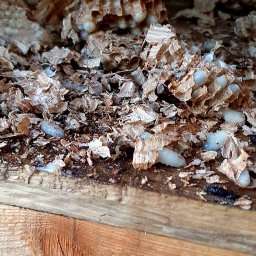 ARSENBUD ANTON SOLOVIOV - Pozostałości gniazda szerszeni.