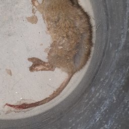 ARSENBUD ANTON SOLOVIOV - Martwy szczur wewnątrz ciemnego, plastikowego pojemnika. Widoczny ogon z krwią. Bliski kadr, ostre światło.