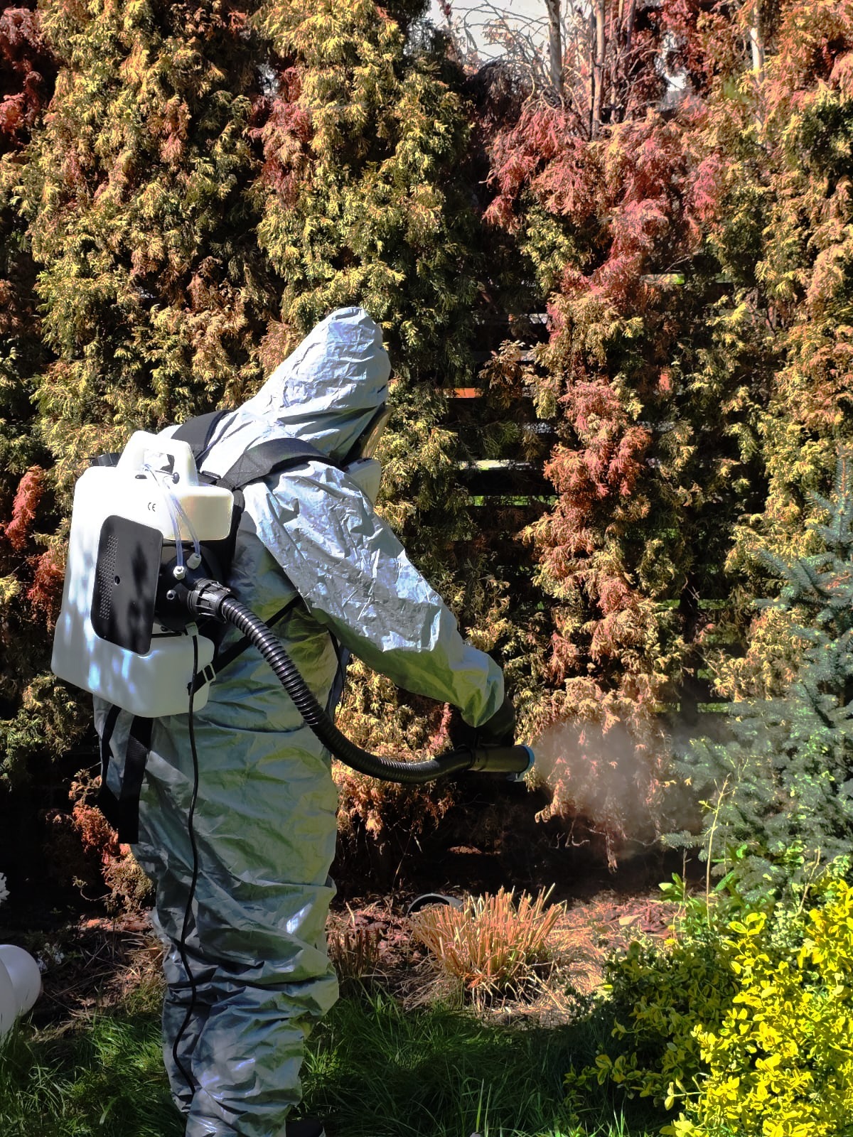 Usuwanie szkodników z roślin ogrodowych.