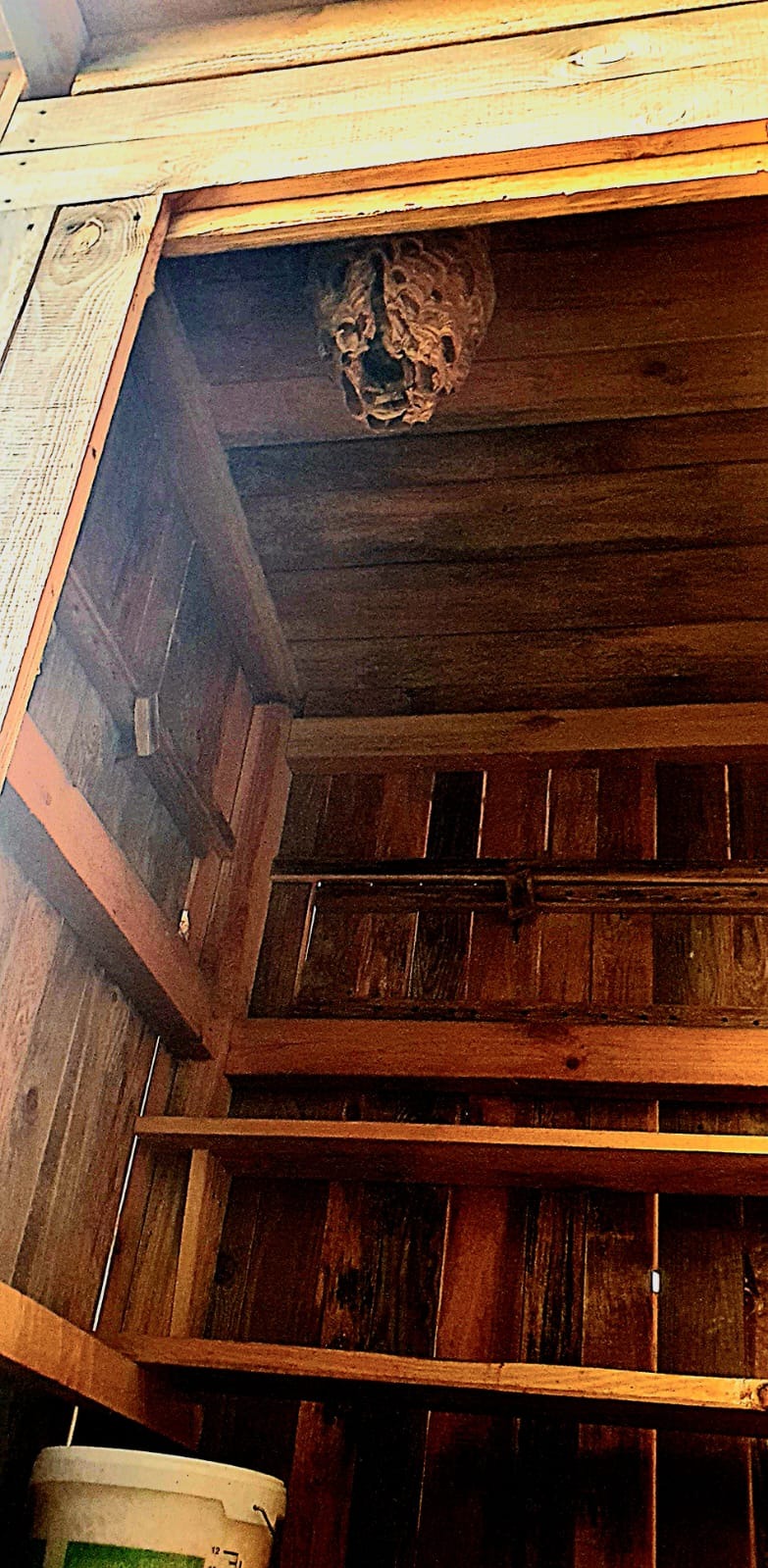 Tak wygląda gniazdo zbudowane przez szerszenie