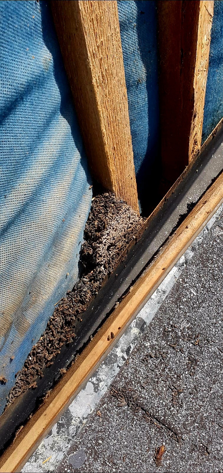 Gniazdo termitów w konstrukcji dachu, widoczne drewniane elementy i niebieska membrana. Uszkodzenia spowodowane przez szkodniki na tle pokrycia dachowego.