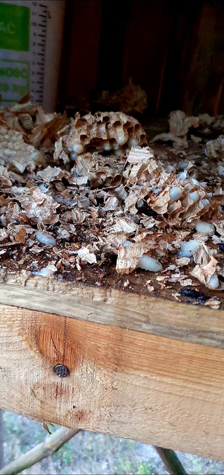 Pozostałości gniazda szerszeni.