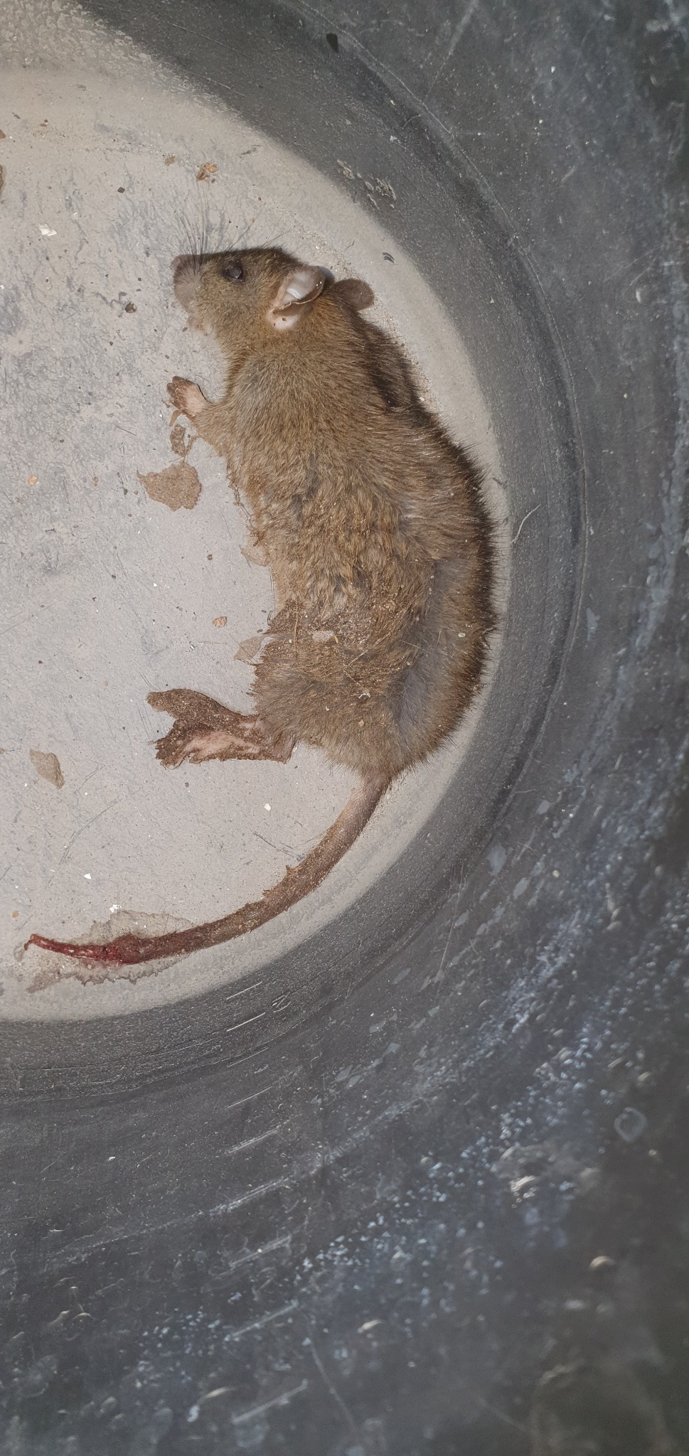 Martwy szczur wewnątrz ciemnego, plastikowego pojemnika. Widoczny ogon z krwią. Bliski kadr, ostre światło.