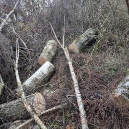 WoodRum - Świeżo ścięte kawałki pnia brzozy w otoczeniu gęstych, suchych gałęzi i krzewów w pochmurny dzień.