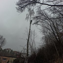 WoodRum - Pracownik na wysokości, w trakcie formowania korony wysokiej brzozy, widok z dołu na tle szarego nieba i zabudowań mieszkalnych.