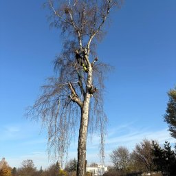 Wycinka drzew Gdynia 1