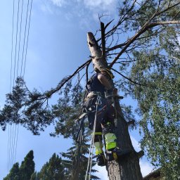 Wycinka drzew Gdynia 2