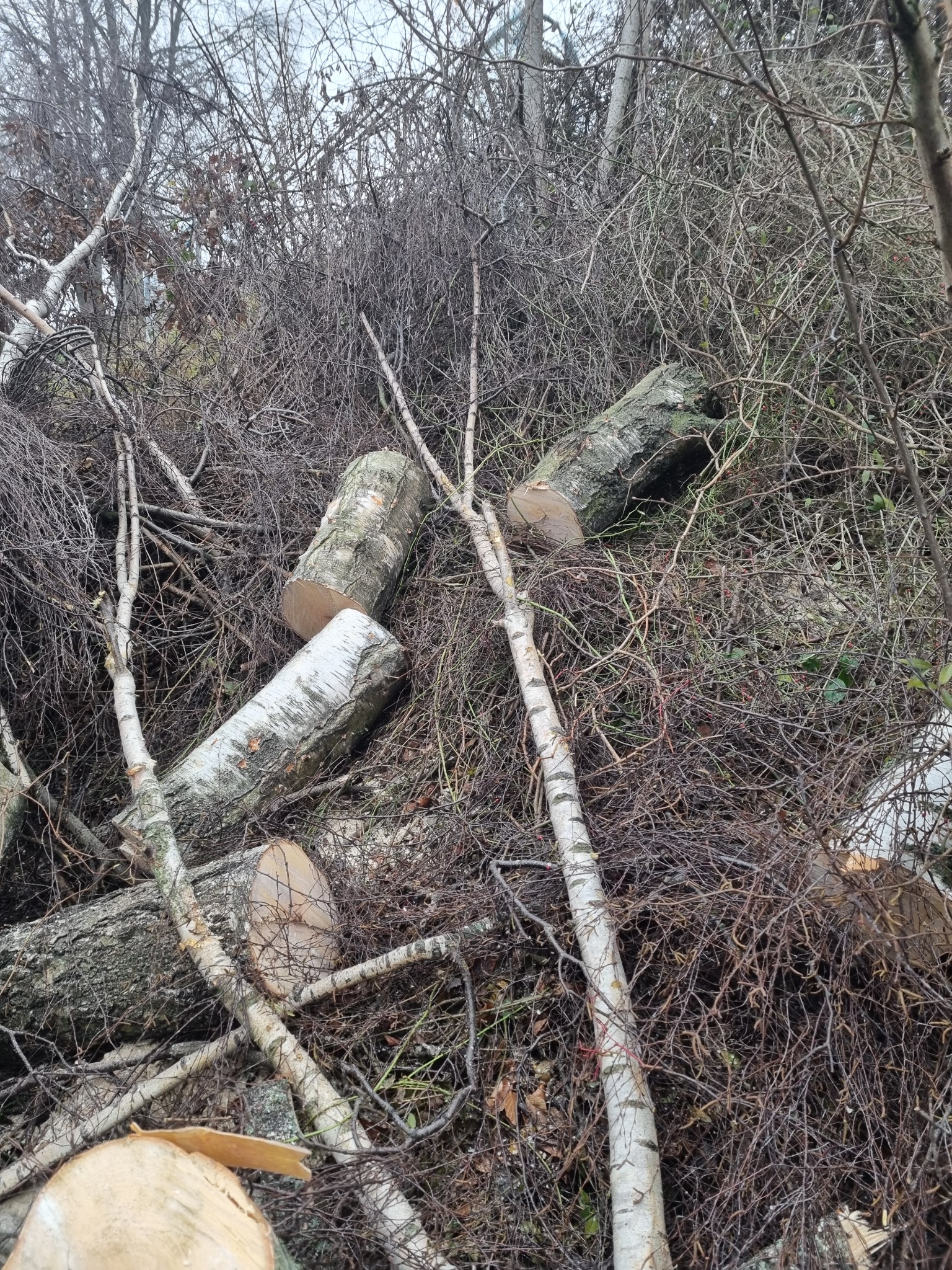 Świeżo ścięte kawałki pnia brzozy w otoczeniu gęstych, suchych gałęzi i krzewów w pochmurny dzień.