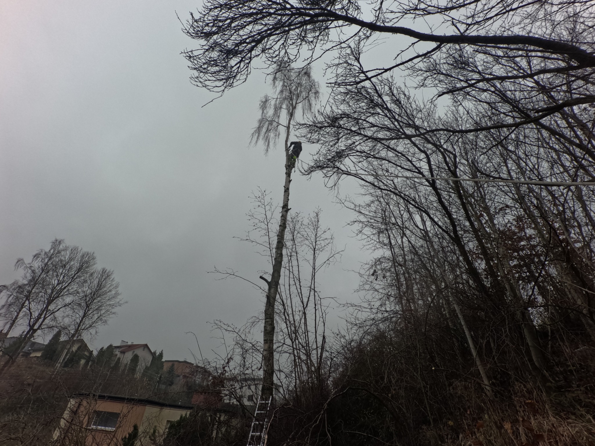 Pracownik na wysokości, w trakcie formowania korony wysokiej brzozy, widok z dołu na tle szarego nieba i zabudowań mieszkalnych.