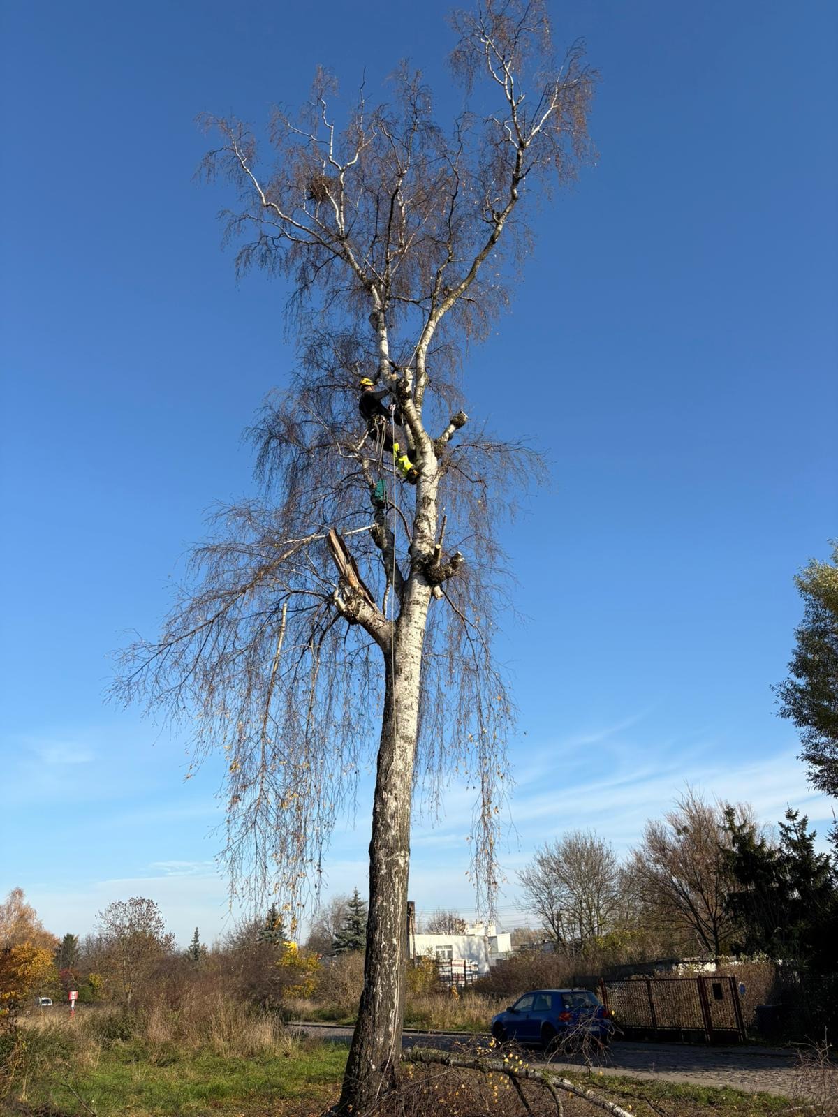 Arborysta w trakcie pracy na wysokiej brzozie, zabezpieczony linami, z widocznymi śladami cięcia gałęzi, błękitne niebo w tle.
