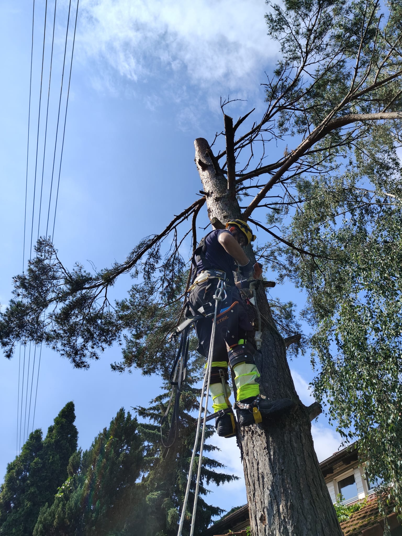 Arborysta w uprzęży, na drabinie, przy pniu obciętego drzewa na tle błękitnego nieba z liniami energetycznymi. Widok z dołu, na pierwszym planie pień.
