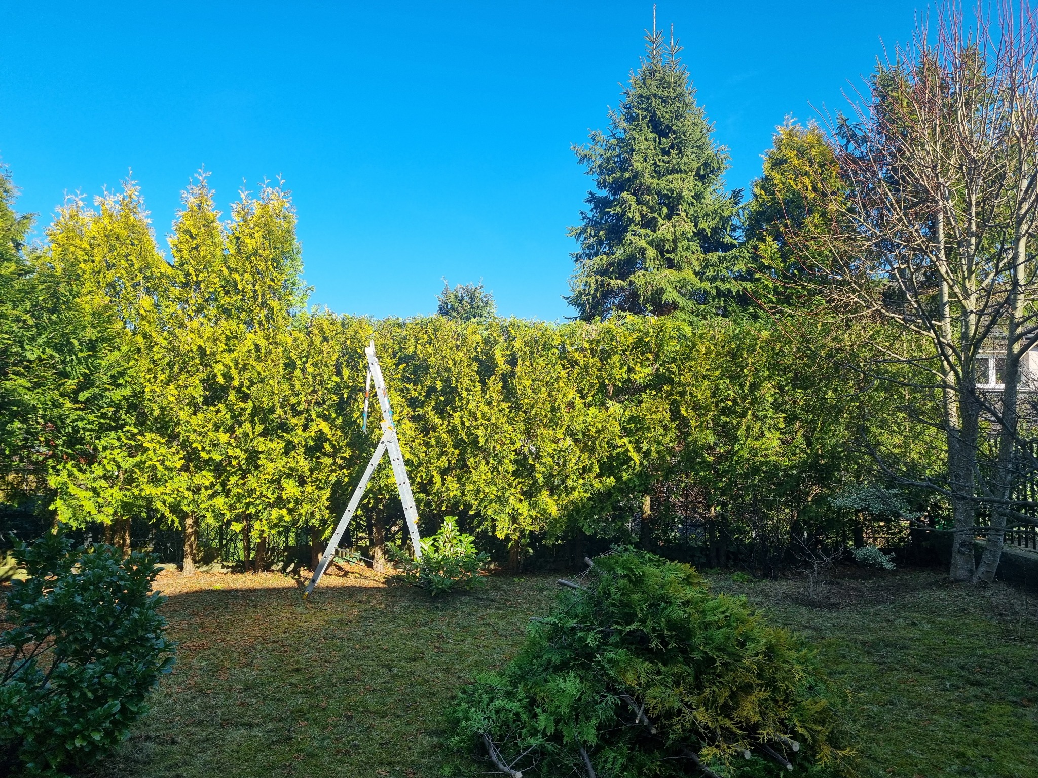 Żywopłot z tuj szmaragd, drabina oparta o krzewy, świeżo ścięte gałęzie na trawniku. Błękitne niebo w tle. Słoneczny dzień.
