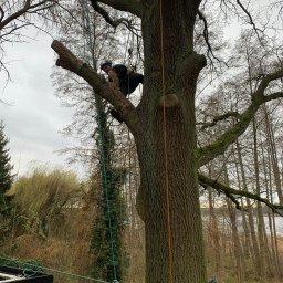 Wycinka drzew Raszków 1