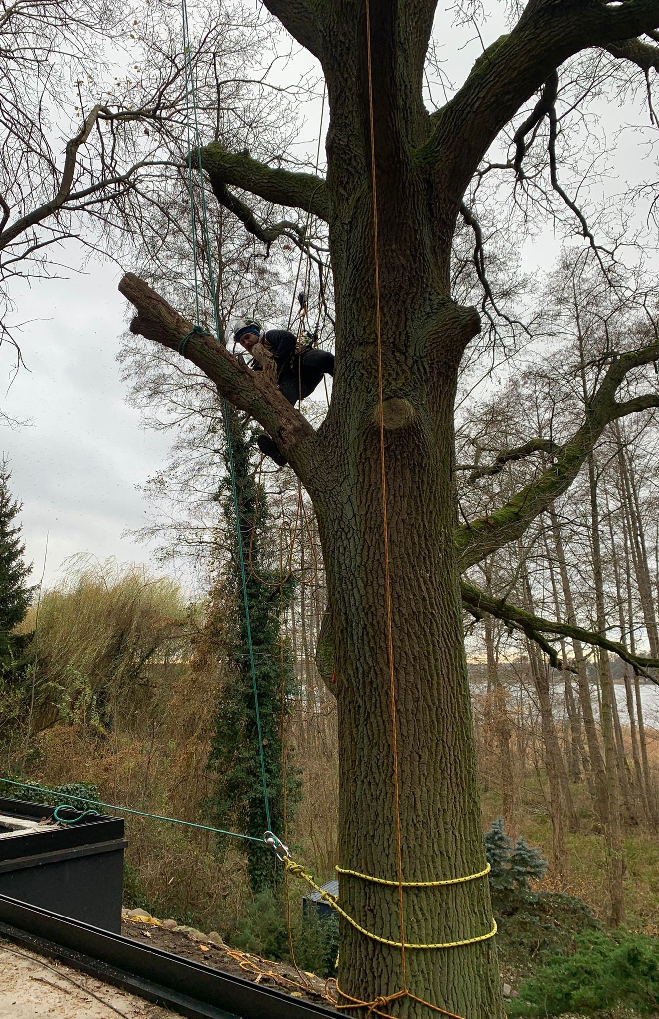 Arborysta na drzewie podczas pracy, zabezpieczony linami. Widoczne świeżo przycięte gałęzie i sprzęt do arborystyki. Tło stanowią inne drzewa i pochmurne niebo.