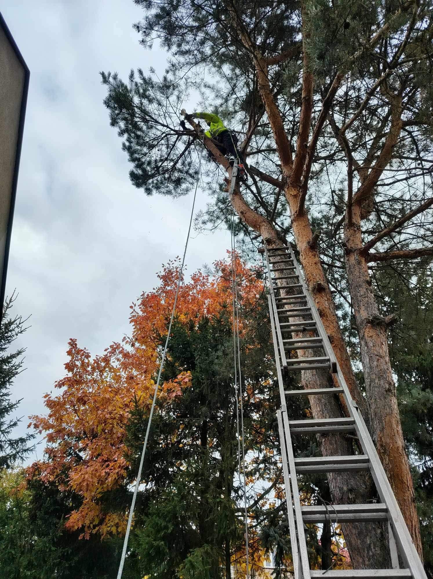 Pracownik w jaskrawej kamizelce, na drabinie oparty o wysokie drzewo iglaste, przycina gałęzie na tle jesiennych drzew liściastych i pochmurnego nieba.