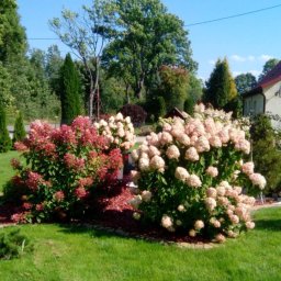 Magiczne Ogrody - Ujęcie ogrodu z kwitnącymi hortensjami w odcieniach różu i kremu, otoczonymi ozdobną korą, na tle zadbanego trawnika i domu z czerwonym dachem.