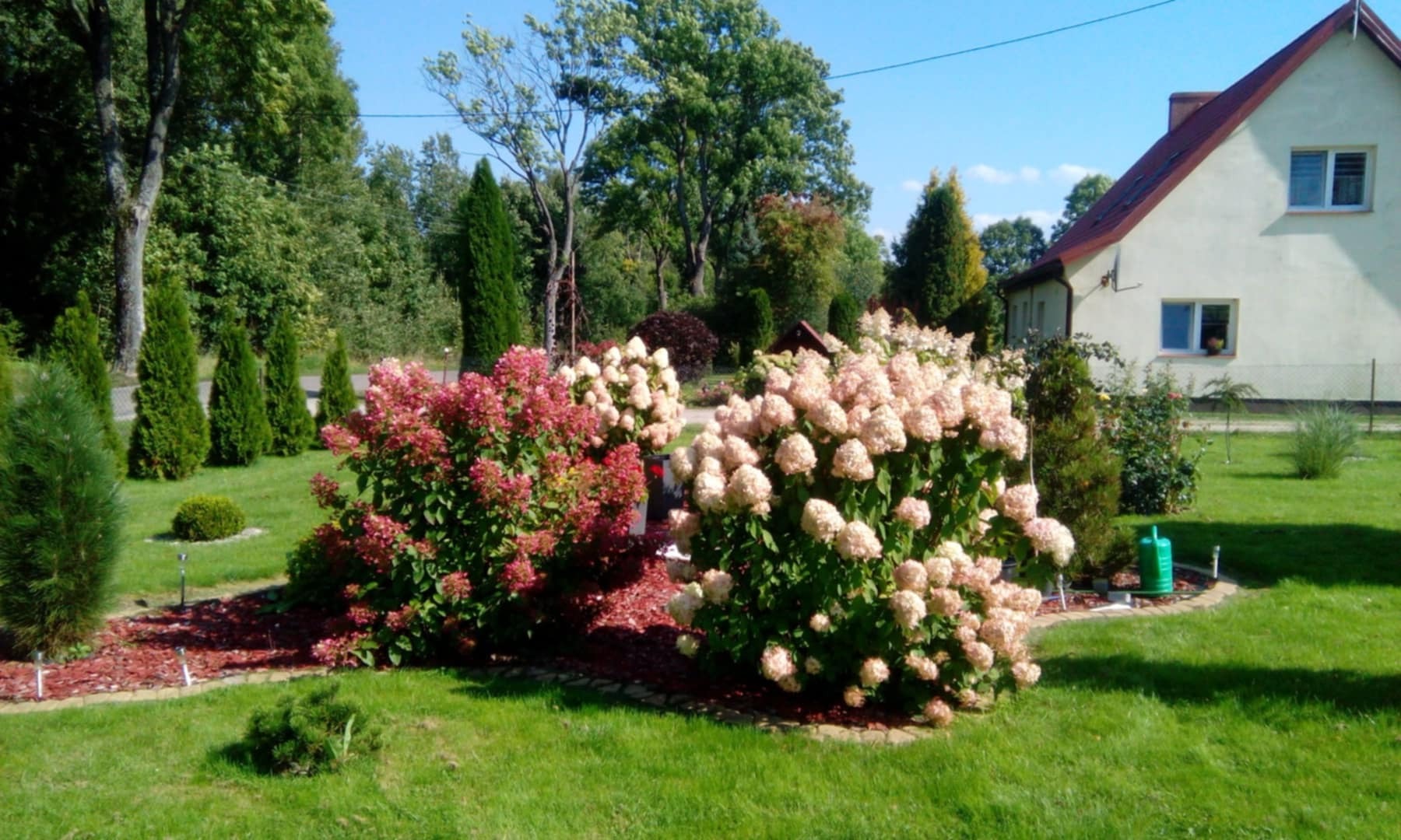 Ujęcie ogrodu z kwitnącymi hortensjami w odcieniach różu i kremu, otoczonymi ozdobną korą, na tle zadbanego trawnika i domu z czerwonym dachem.