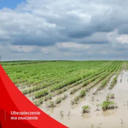 Zalane pole uprawne z młodymi roślinami, widoczne rzędy roślin w wodzie, pochmurne niebo, w lewym dolnym rogu element graficzny z napisem 'Ubezpieczenie ma znaczenie'.