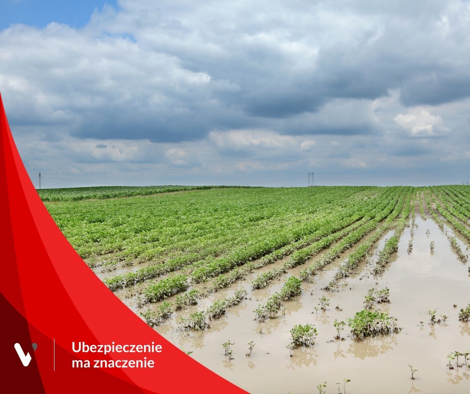 Zalane pole uprawne z młodymi roślinami, widoczne rzędy roślin w wodzie, pochmurne niebo, w lewym dolnym rogu element graficzny z napisem 'Ubezpieczenie ma znaczenie'.