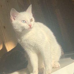 WEBwWEB Mateusz Zieliński - Logotyp Szczecin