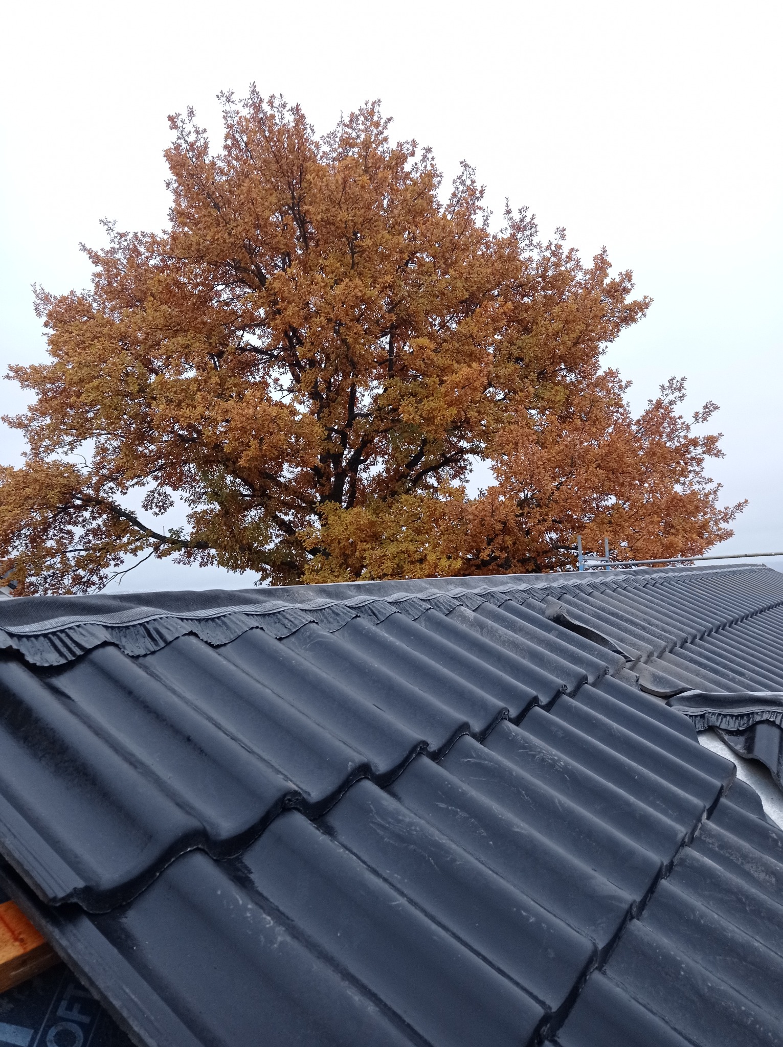 Nowe, czarne dachówki ceramiczne na dachu w Oławie, z widocznym fragmentem jesiennego drzewa w tle.