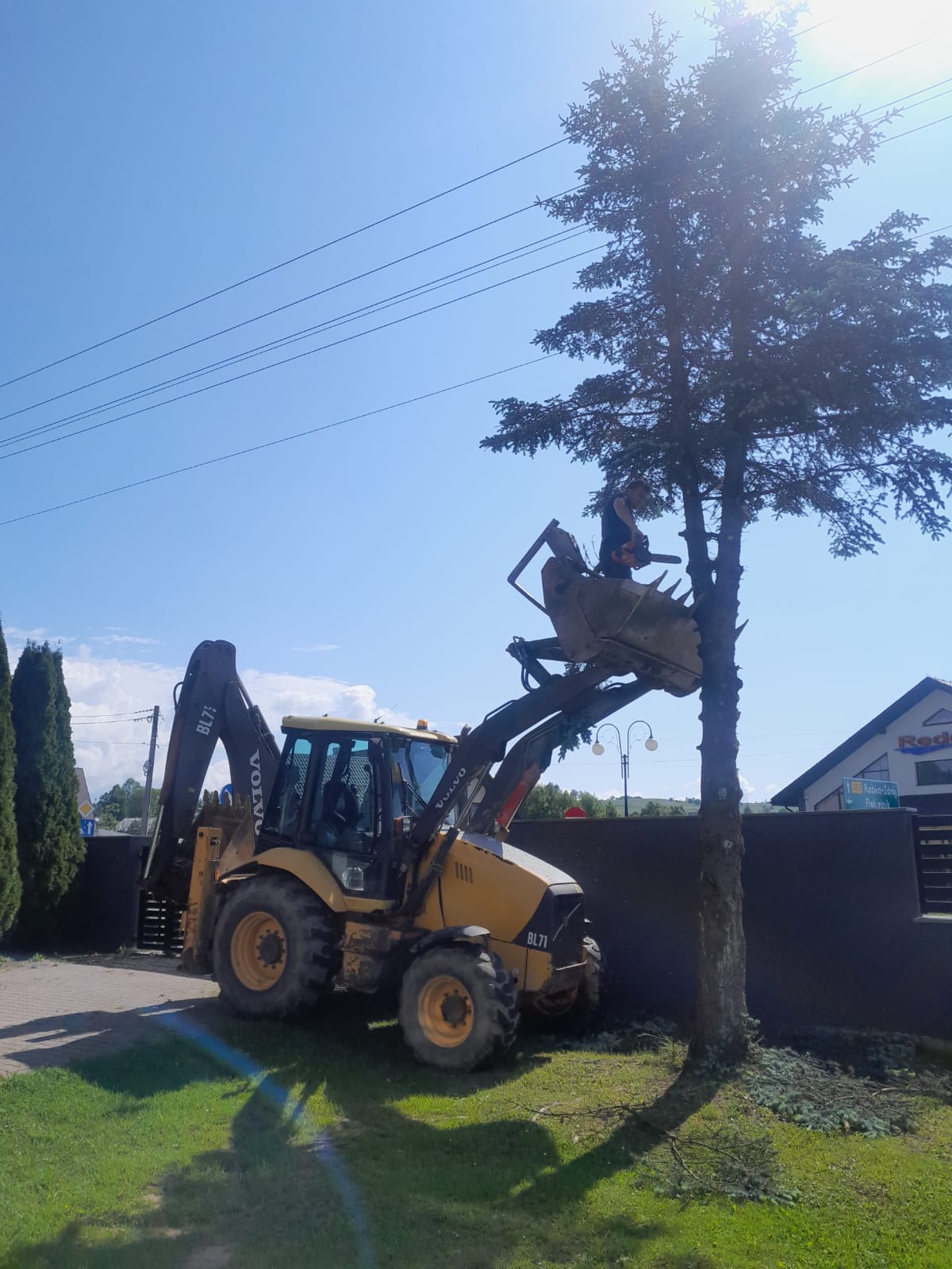 Żółta koparko-ładowarka Volvo BL71 z operatorem w łyżce tnącym gałęzie wysokiego drzewa iglastego; w tle błękitne niebo i budynek.