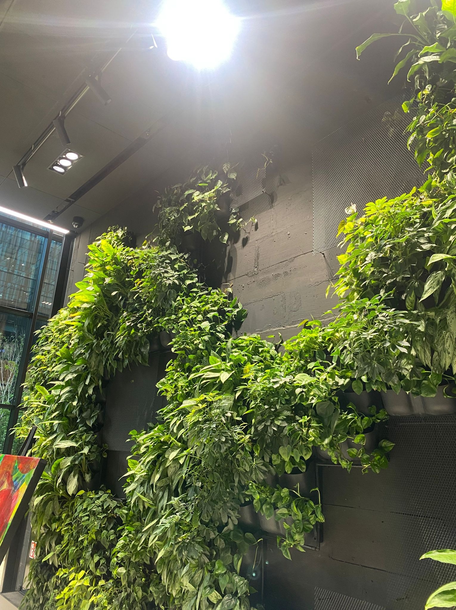 Wertykalny ogród z bujną zielenią na ciemnej, perforowanej ścianie w nowoczesnym wnętrzu, oświetlony punktowymi lampami sufitowymi. Widoczne rośliny pnące się w doniczkach, tworzące żywą ścianę.