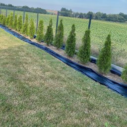 Komplexbud Yuliia Hedikova - Rząd młodych, stożkowych tuj posadzonych wzdłuż czarnego ogrodzenia panelowego, zabezpieczonych czarną agrowłókniną, na tle zielonego pola i błękitnego nieba.