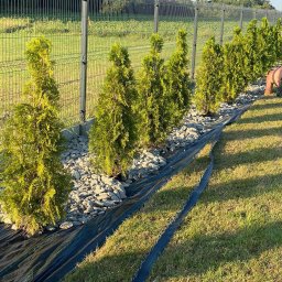 Komplexbud Yuliia Hedikova - Rząd świeżo posadzonych, smukłych tui, zabezpieczonych agrowłókniną i podsypanych szarym grysem, wzdłuż metalowego ogrodzenia panelowego na tle zielonego trawnika i pól.