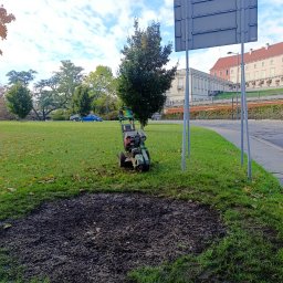 Wycinka drzew Warszawa 4