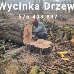 Wycinka drzew Warszawa 1