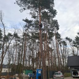 Wycinka drzew Warszawa 2