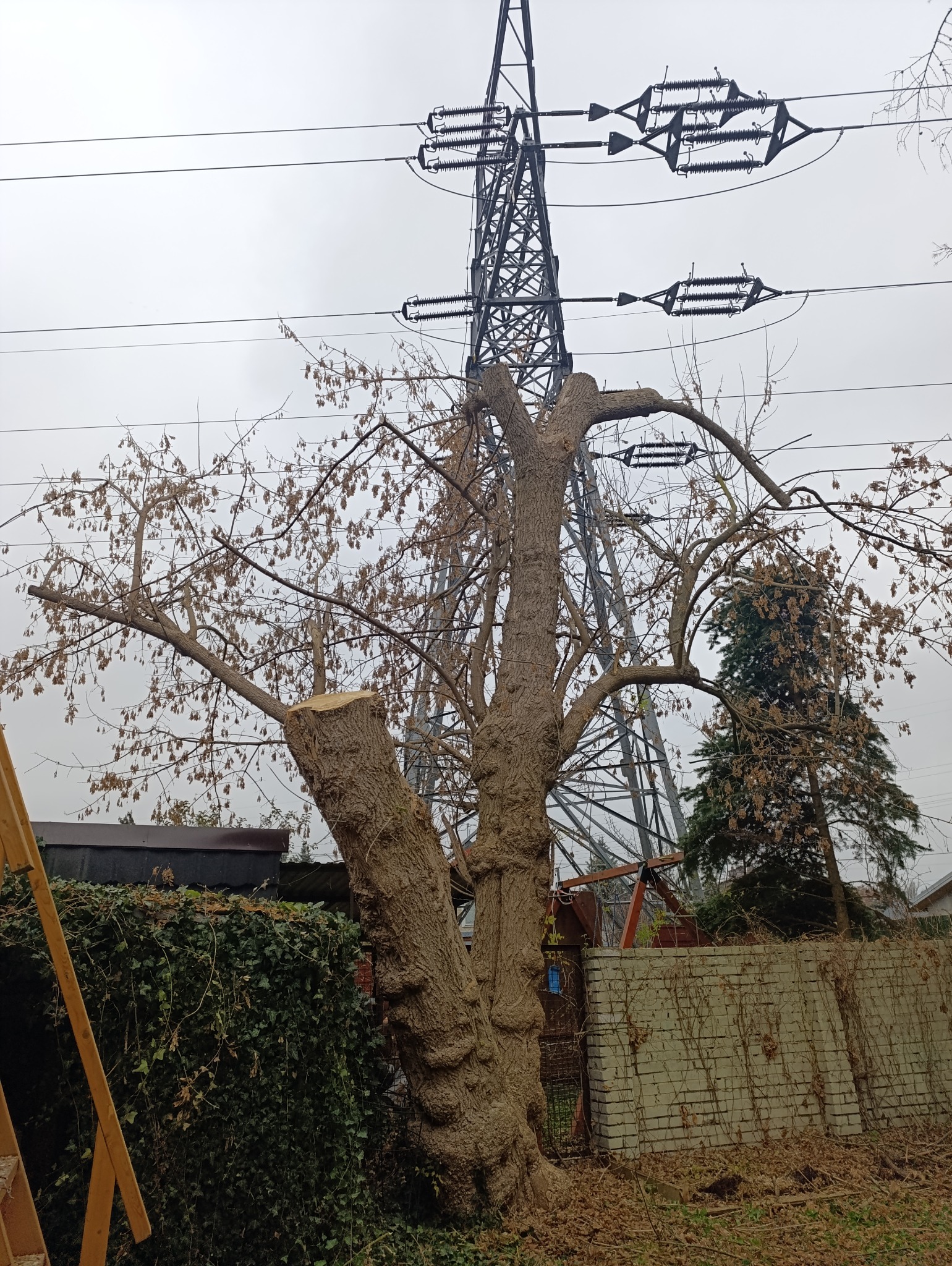 Ogołocone drzewo z grubym pniem po częściowym cięciu gałęzi, z widocznymi śladami po cięciu, na tle linii wysokiego napięcia i ceglanego muru.