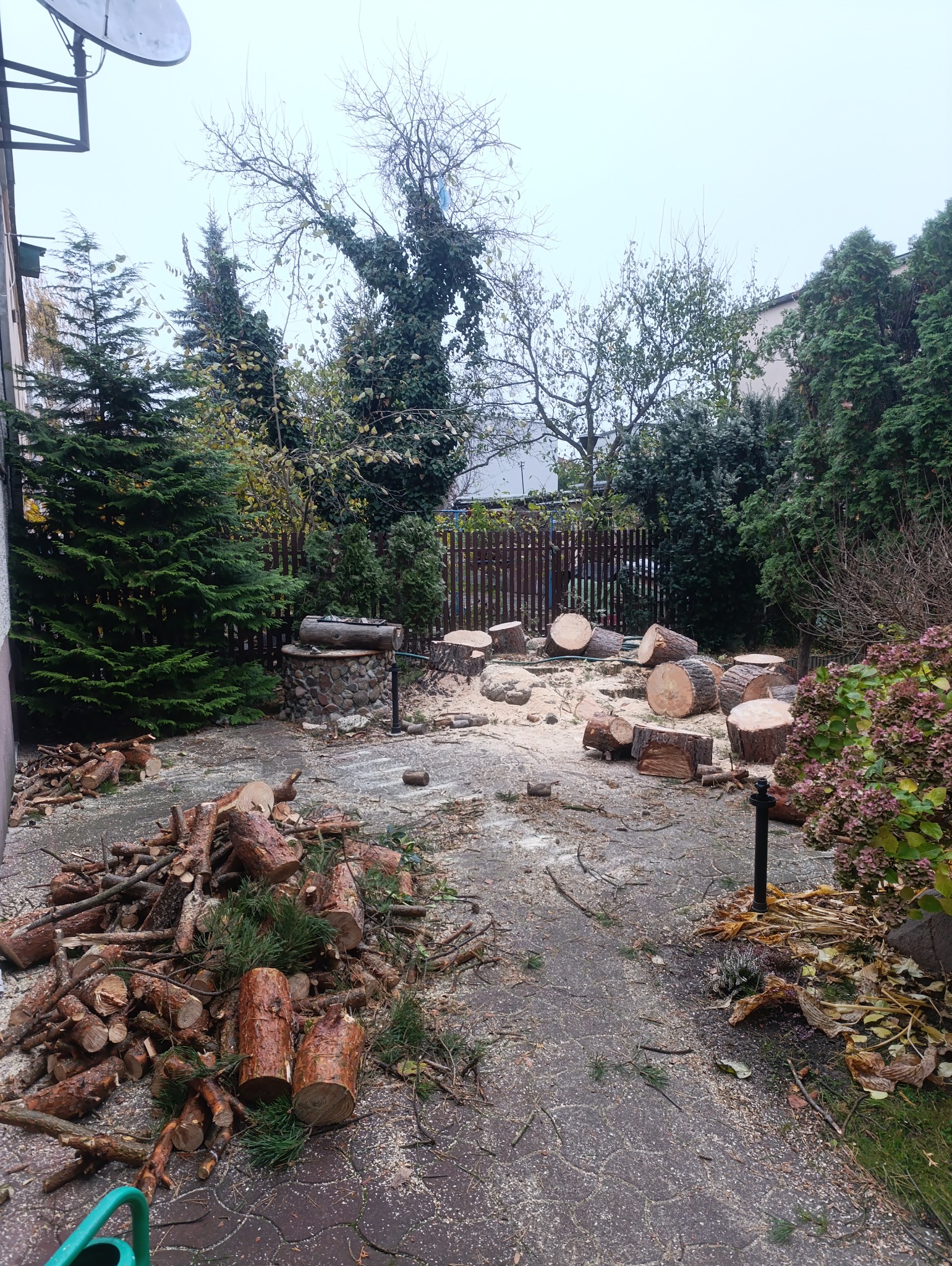 Kilkanaście pni drzewnych i gałęzi po wycince leżących na ziemi w ogrodzie z widocznymi drzewami i krzewami w tle, na ziemi wióry i drobne gałązki.