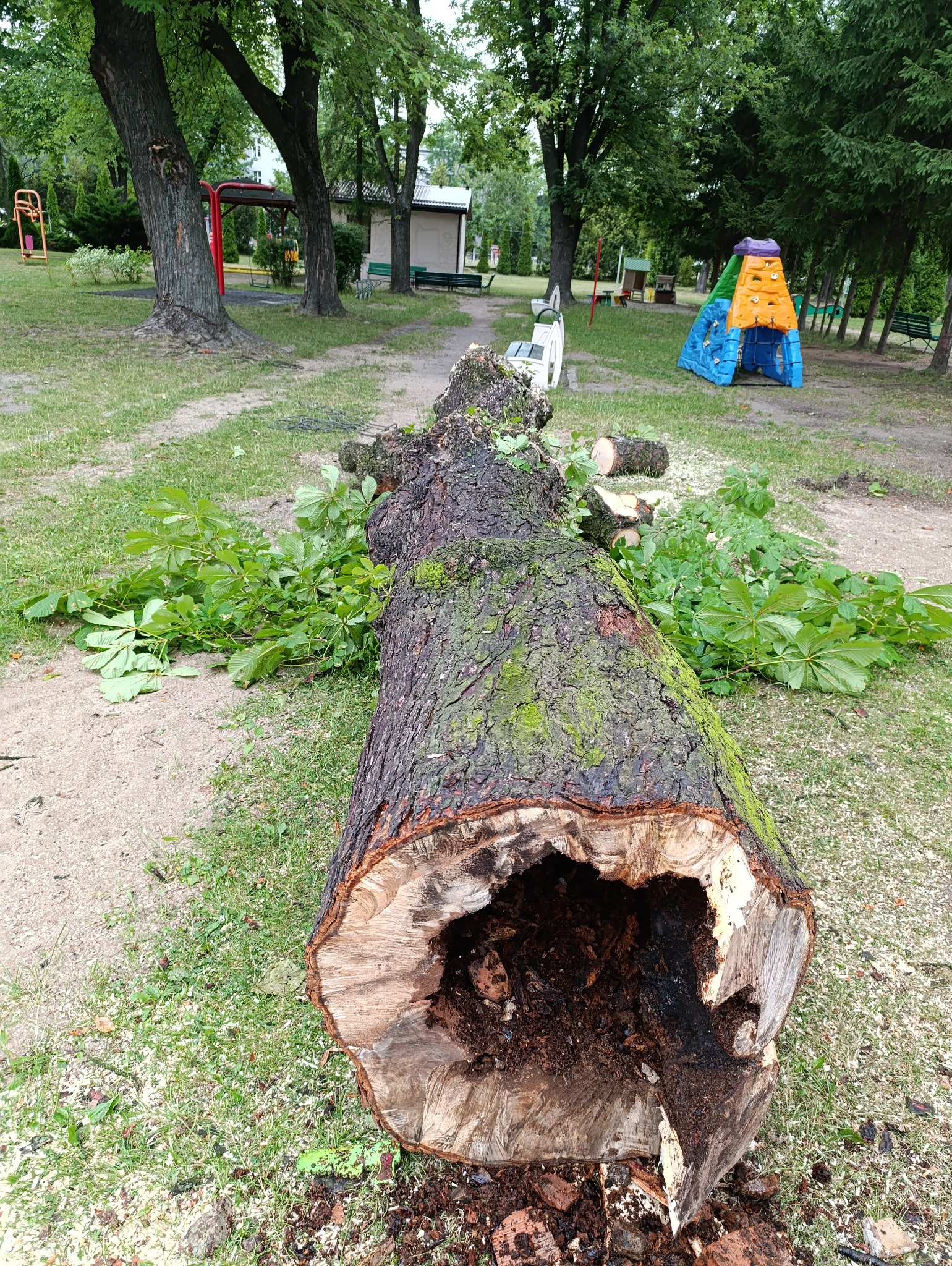 Powalone, spróchniałe drzewo z widoczną dziuplą w środku, leżące na trawie w parku, z placem zabaw w tle.