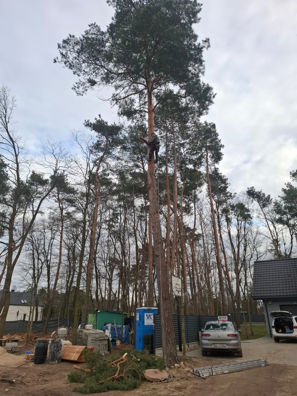 Arborysta w trakcie pracy na wysokiej sośnie, widoczne ścięte gałęzie, drabina i samochody w tle. Prace ogrodnicze w otoczeniu zabudowy jednorodzinnej.