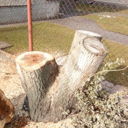 MacKornik - Arborystyka. Wycinka drzew i krzewów.