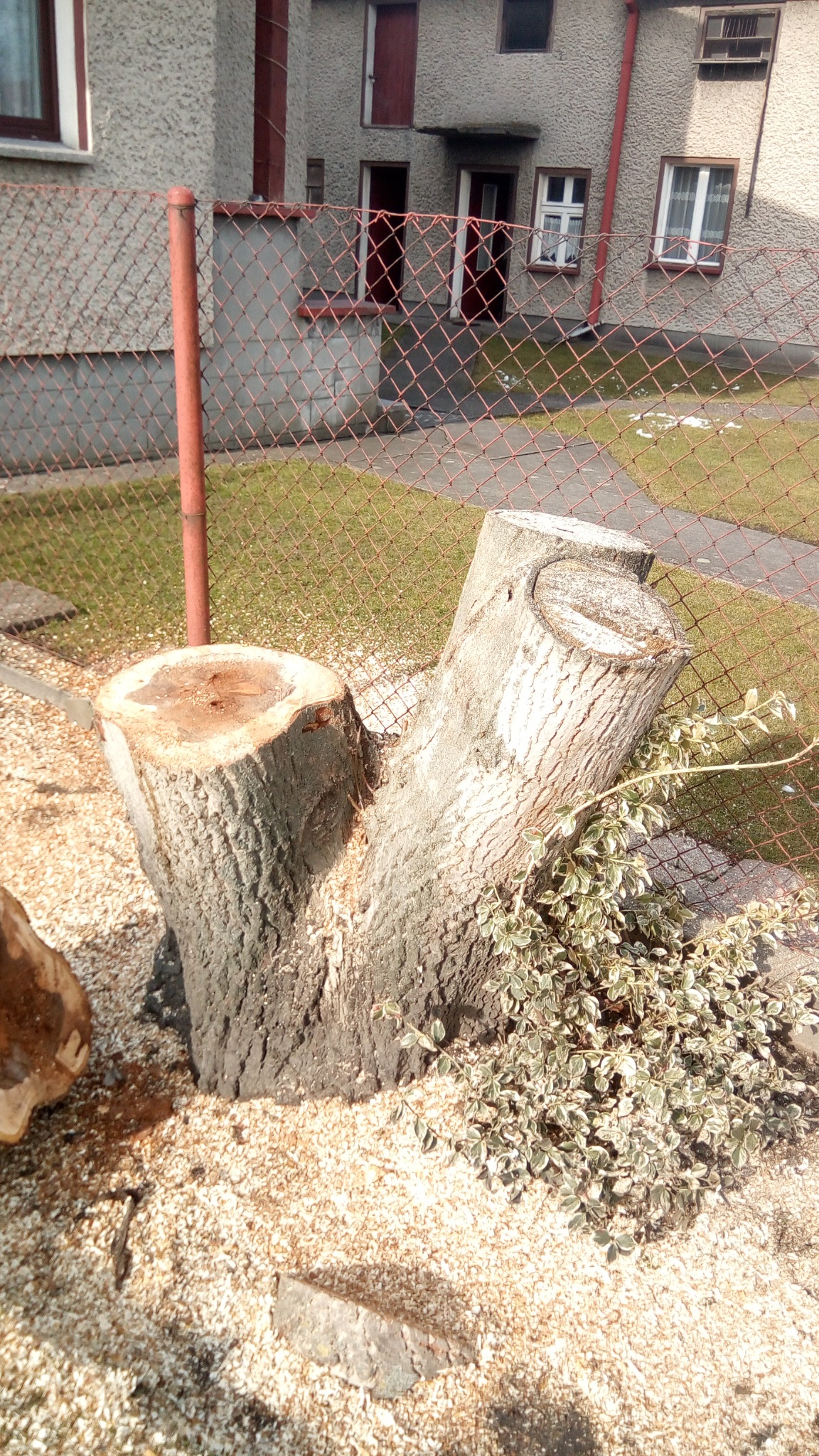 Arborystyka. Wycinka drzew i krzewów.