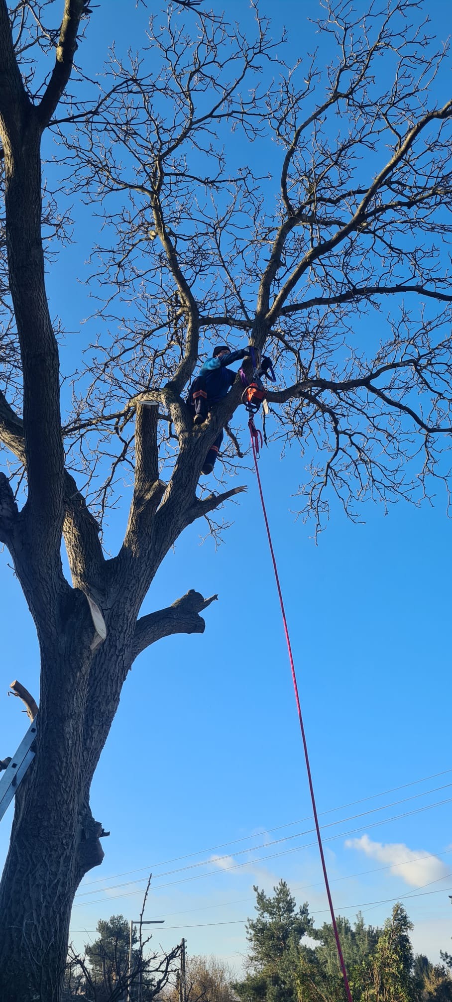 Sekcyjne cięcie orzecha