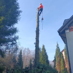 Grzegorz ziolkowski - Wycinka drzewa alpinistyczna