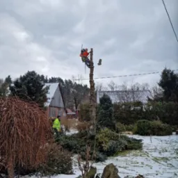 Arborysta zabezpieczony linami tnie pień drzewa na wysokości, drugi pracownik w jaskrawej kurtce zbiera gałęzie na ośnieżonym terenie.