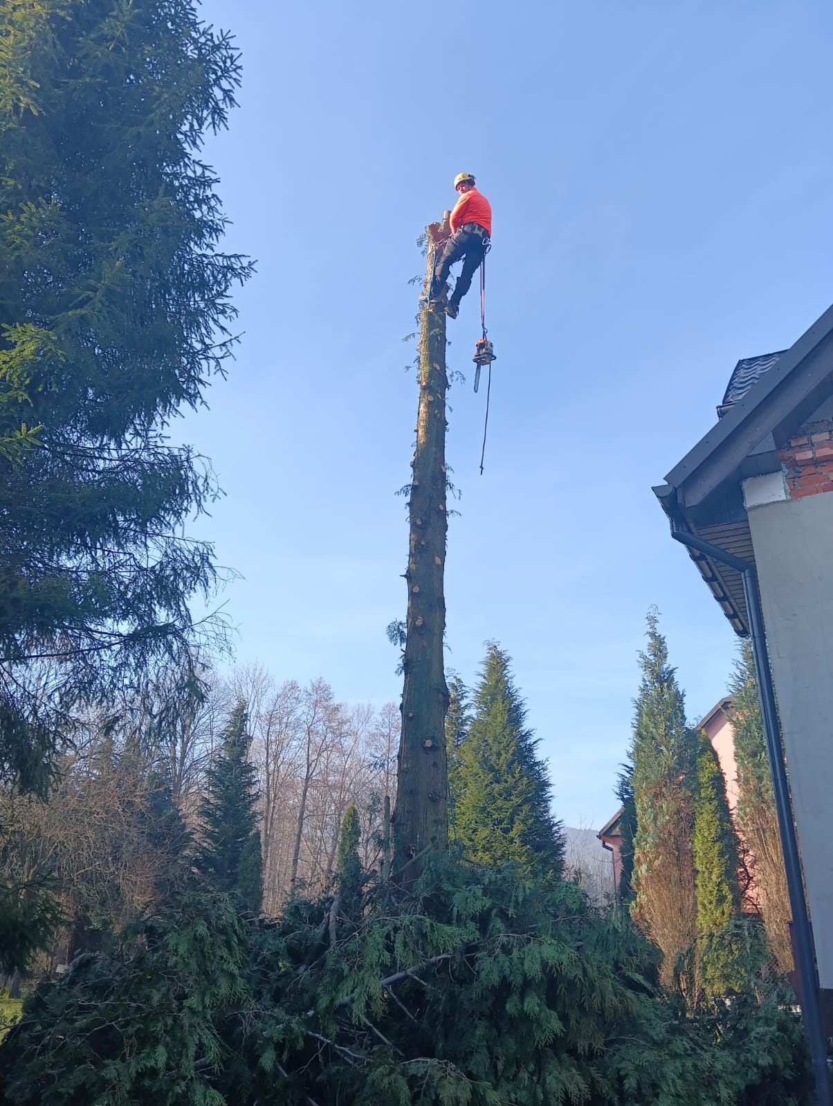Wycinka drzewa alpinistyczna