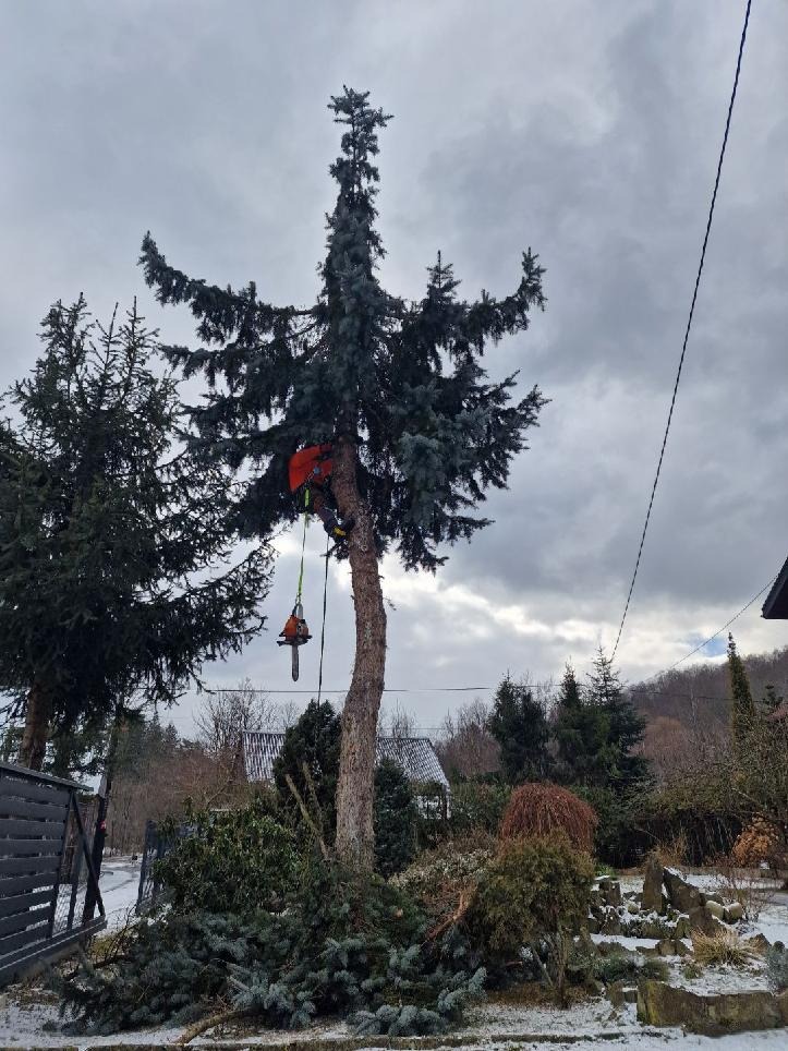 Arborysta w uprzęży, z piłą łańcuchową zawieszoną obok, przycina wysoką, smukłą choinkę na tle pochmurnego nieba; w dole widać ścięte gałęzie i fragment ogrodzenia.