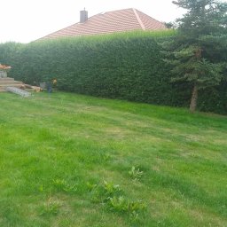 Marcin Dariusz - Długi, równo przycięty żywopłot z zielonych krzewów, częściowo zasłaniający dom z czerwoną dachówką; na trawniku widoczna taczka i drabina.