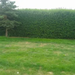 Wysoki, równo przycięty żywopłot z ciemnozielonych krzewów, obok młoda sosna, a na pierwszym planie trawnik z pojedynczymi mleczami.